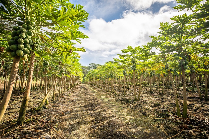 Hawaiian papaya growers challenges, chart a future course